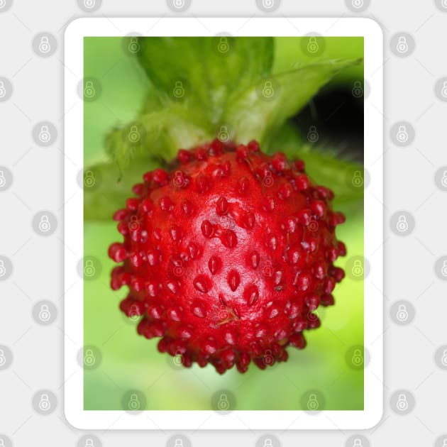 Red berry of Potentilla indica - mock strawberry Sticker by SDym Photography